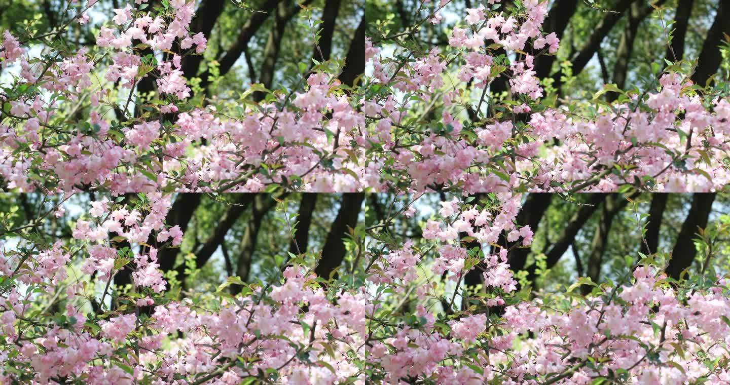 春天美丽的粉色垂丝海棠