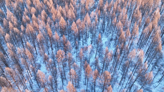 夕阳洒在林海雪原上