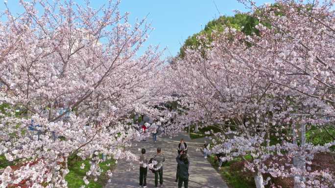 樱花大道