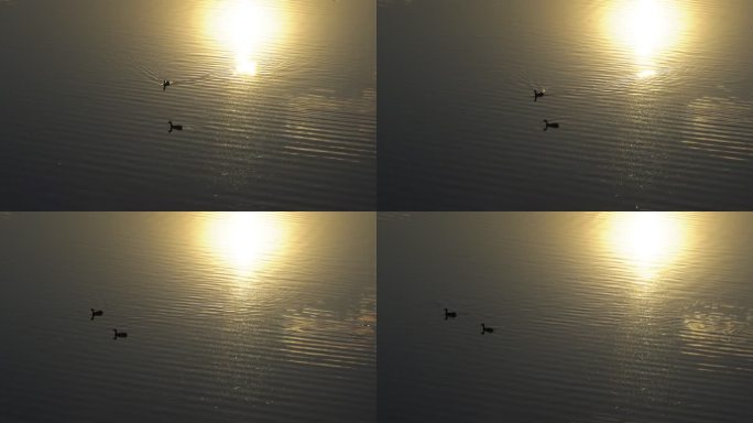 夕阳下鸳鸯在波光粼粼的水面戏水