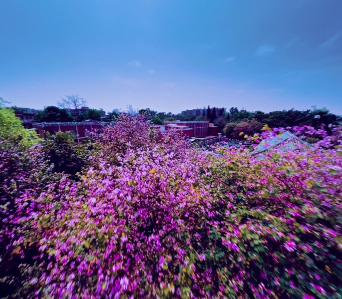 广州华农紫荆花唯美第一视角穿越4K视频