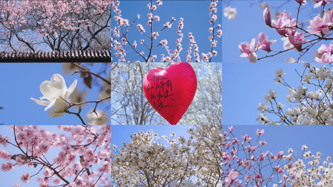 春天美景 桃花玉兰花实拍 公园空镜头