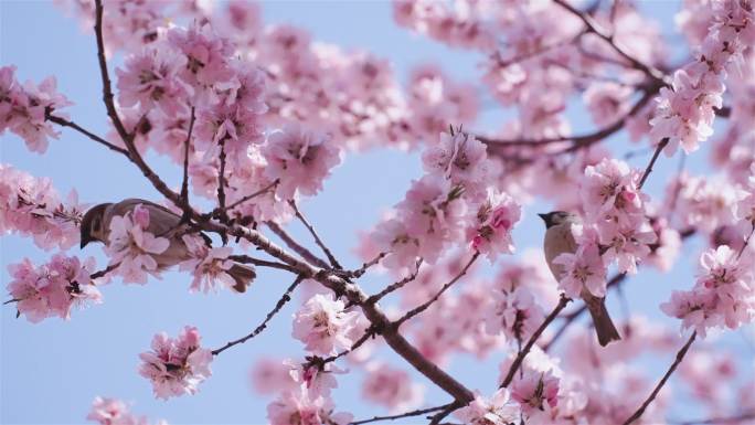 春天美景 桃花玉兰花实拍 公园空镜头