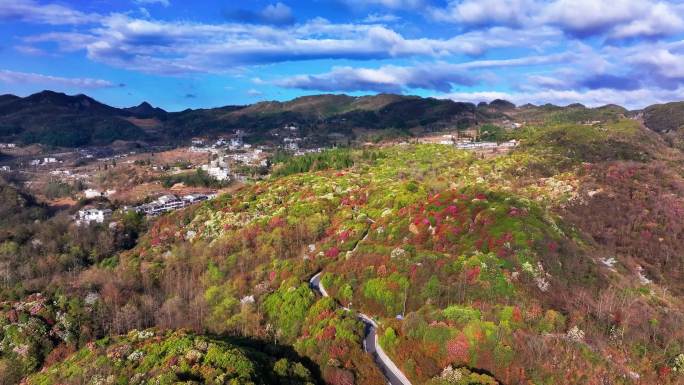 4K航拍贵州毕节杜鹃花盛开风光无限