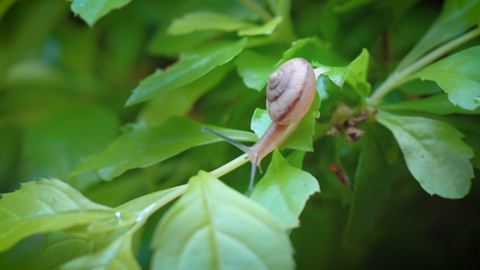在叶子上爬的蜗牛