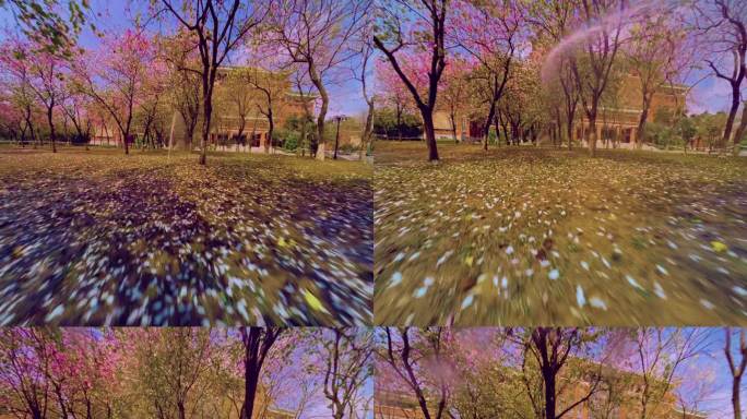 广州华农紫荆花唯美第一视角穿越4K视频