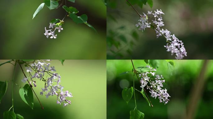 丁香花4K实拍