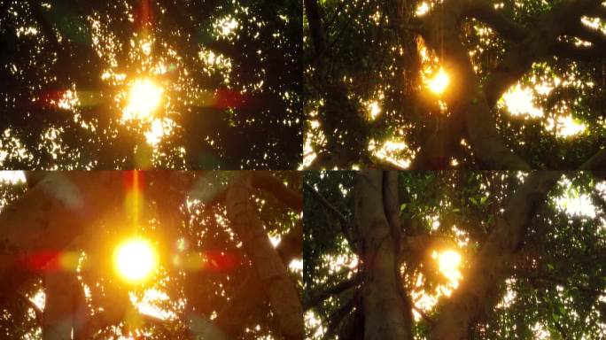 阳光透过树叶多组镜头合集