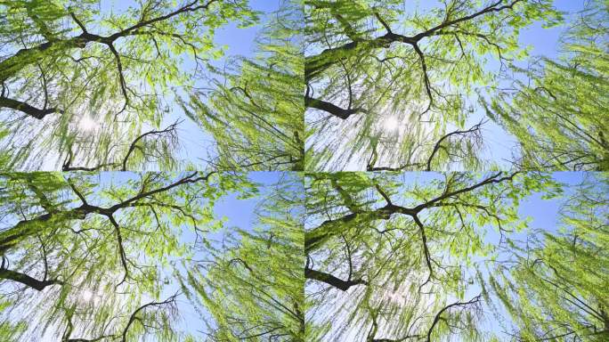 春天垂杨柳柳树生长绿色发芽特写仰视