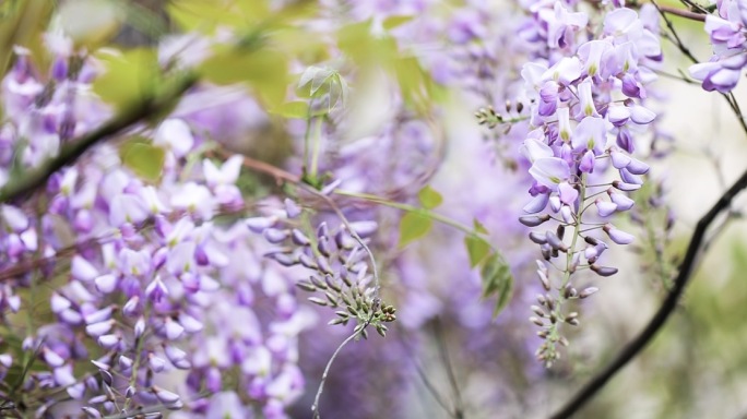 4k紫藤花实拍