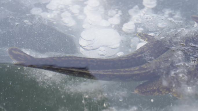 4K冰湖下的鱼 野生鱼