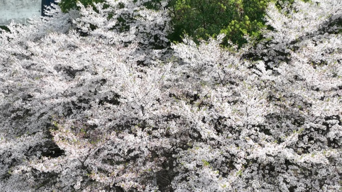 苏州工学院昆承湖闸旁樱花视频