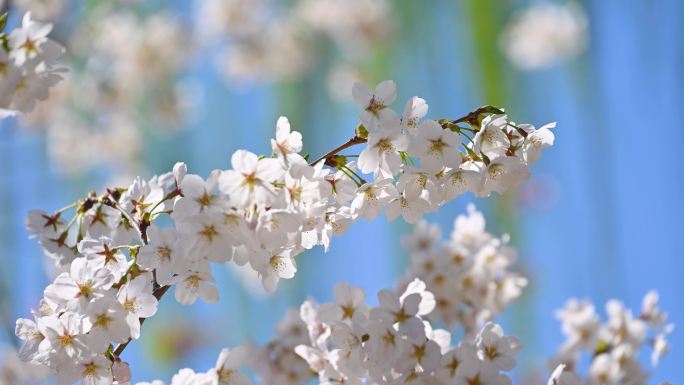 春天盛开的樱花树上小鸟与蓝天背景满画幅