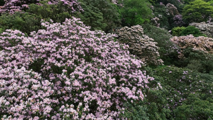 杜鹃花航拍