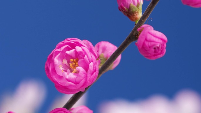 春天 桃花盛开 花开延时 花开特写