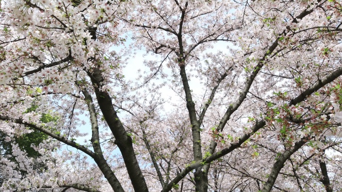 阳光下美丽樱花 春天南京玄武湖樱花盛开