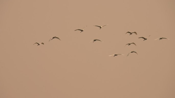 天空飞鸟 鸟群 白鹭