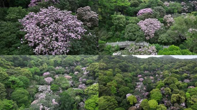 杜鹃花航拍