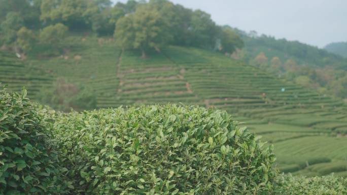 采茶农在西湖龙井茶园里采明前绿茶