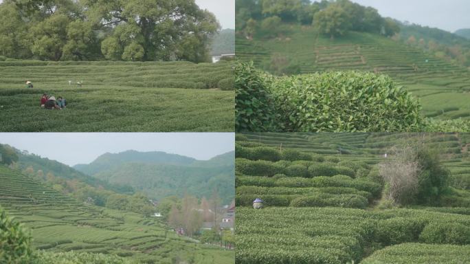 采茶农在西湖龙井茶园里采明前绿茶