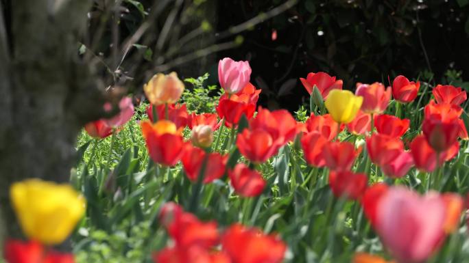 合集郁金香花海春天公园植物园