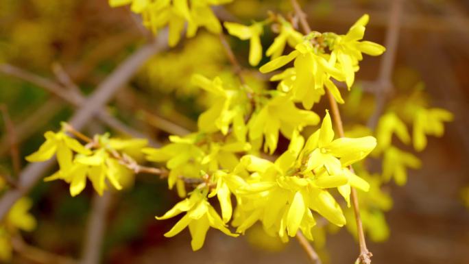 迎春花、连翘花