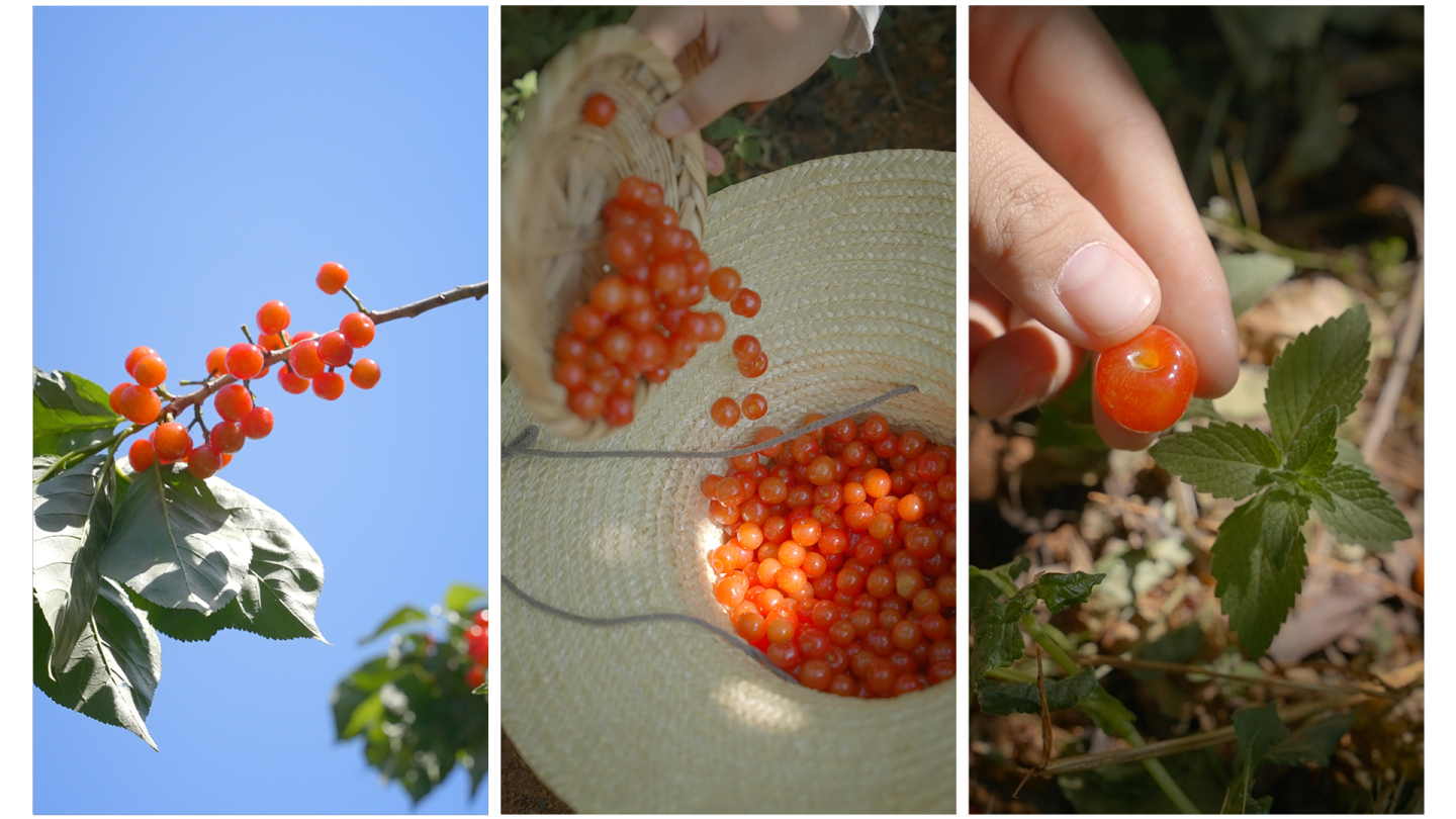 樱桃竖屏素材 植物图鉴 农业生鲜水果自然