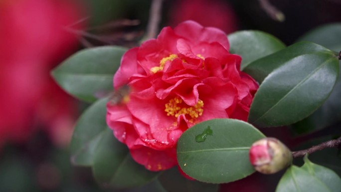 原创蜜蜂花转场