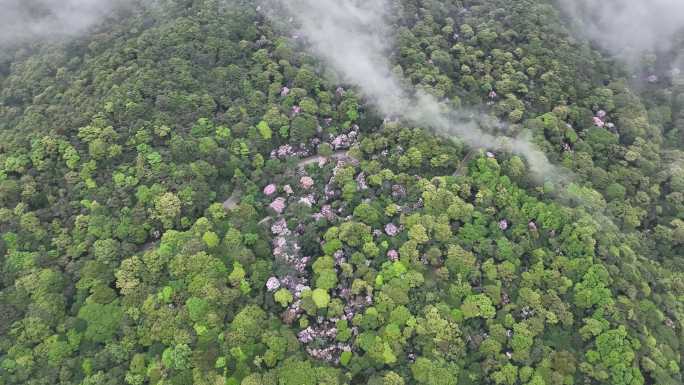 深圳梧桐山杜鹃花