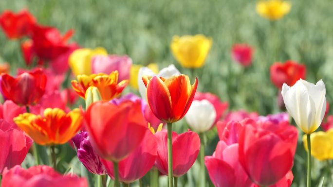 郁金香花海春天公园植物园