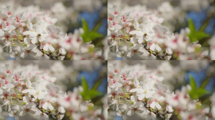 【6K50帧升格】 蜜蜂采蜜 樱花 春天