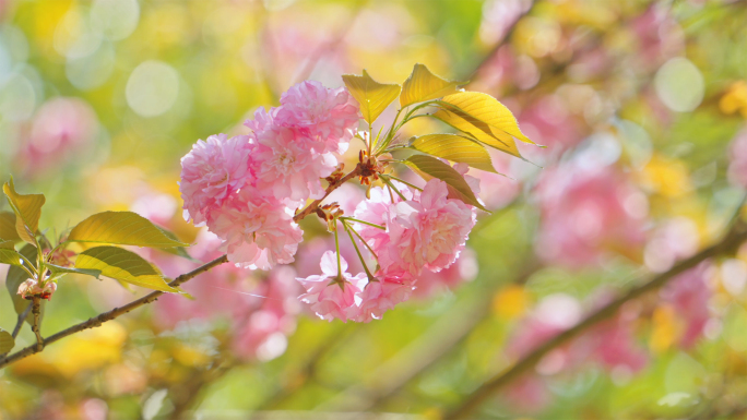 春天唯美粉色樱花特写镜头