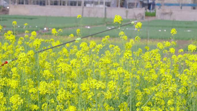 油菜花打药防止害虫