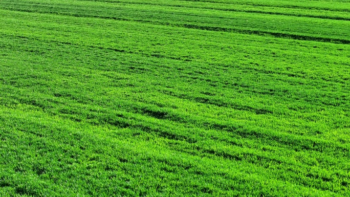 麦田 一望无际麦田
