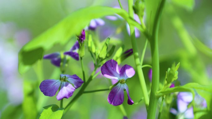 蜜蜂 蝴蝶 采蜜