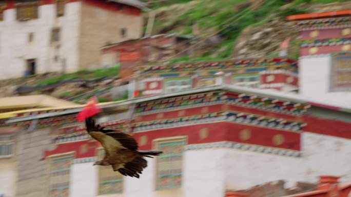 西藏秃鹫飞行