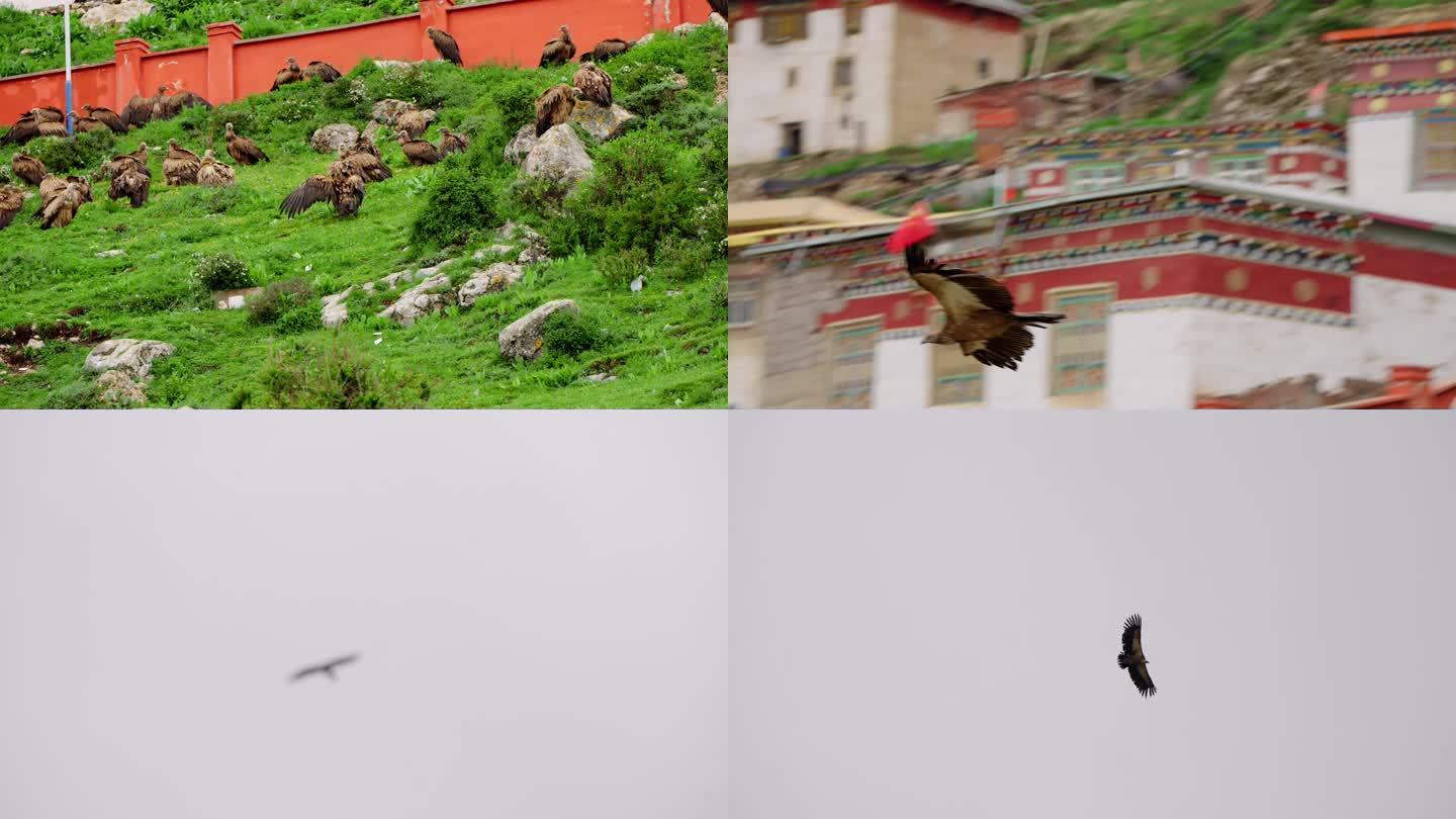 西藏秃鹫飞行
