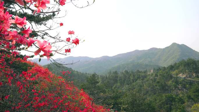 杜鹃花映山红云雾山