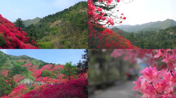 杜鹃花映山红云雾山