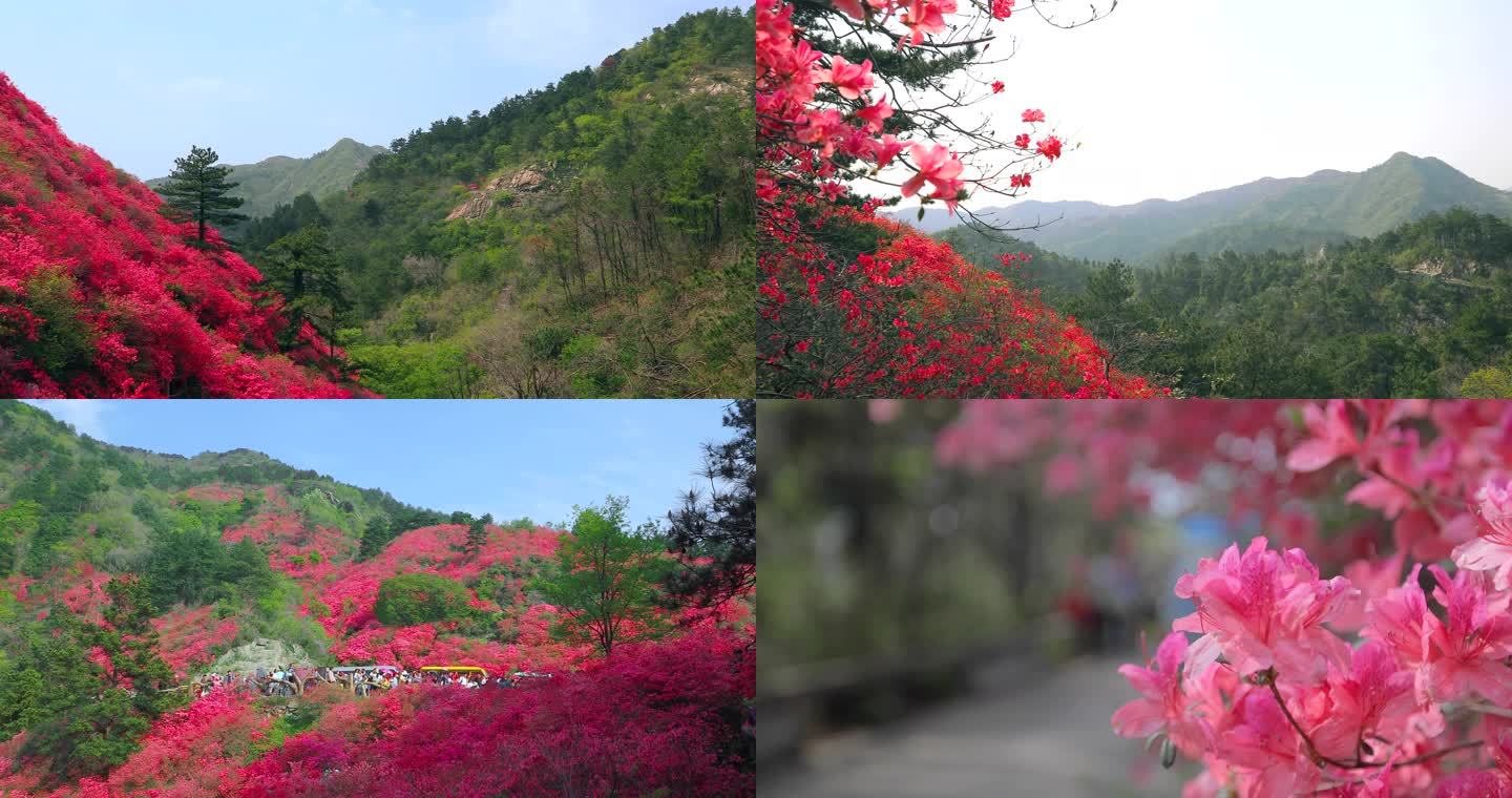 杜鹃花映山红云雾山