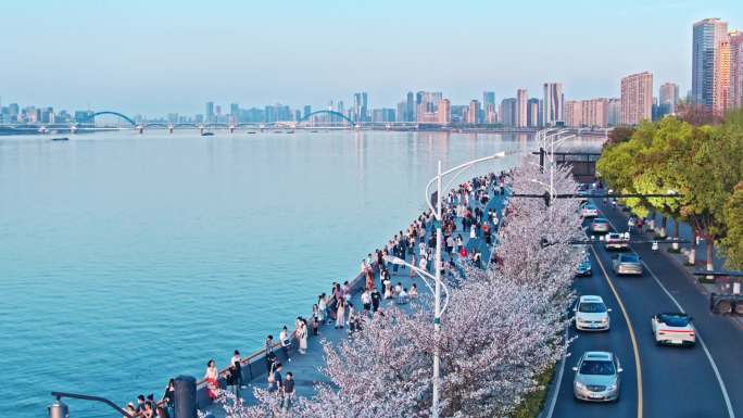 杭州 滨江 傍晚 樱花 樱花大道 城市