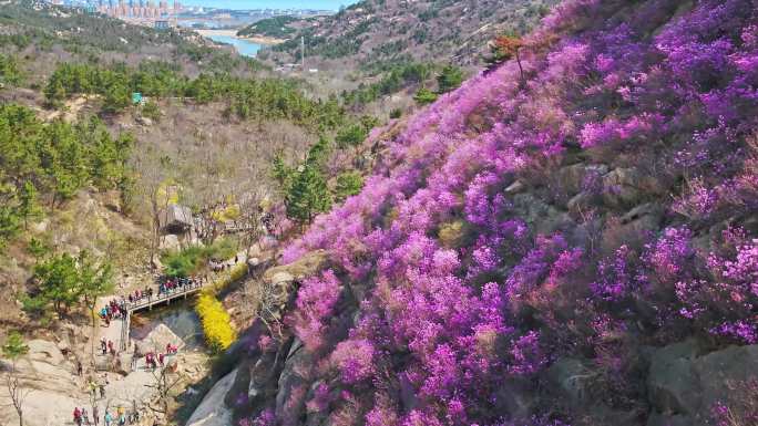 大珠山杜鹃