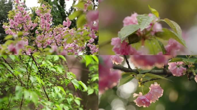 春暖花开