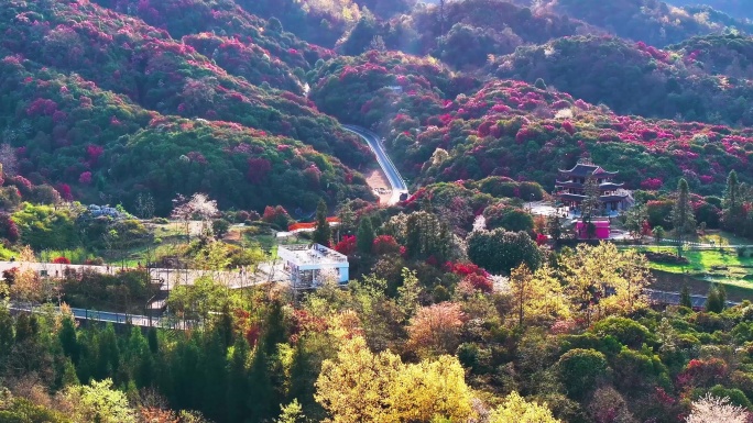 4K航拍贵州毕节盛开的杜鹃花风景