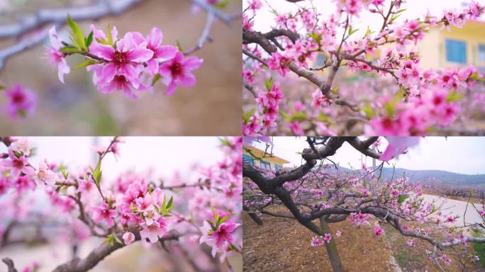 春暖花开 桃花盛开