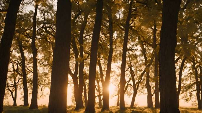 夕阳下的橡树林