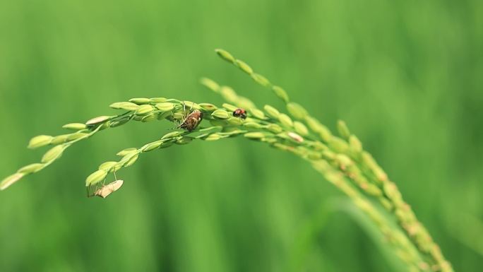 阳光户外田野中的昆虫蝴蝶