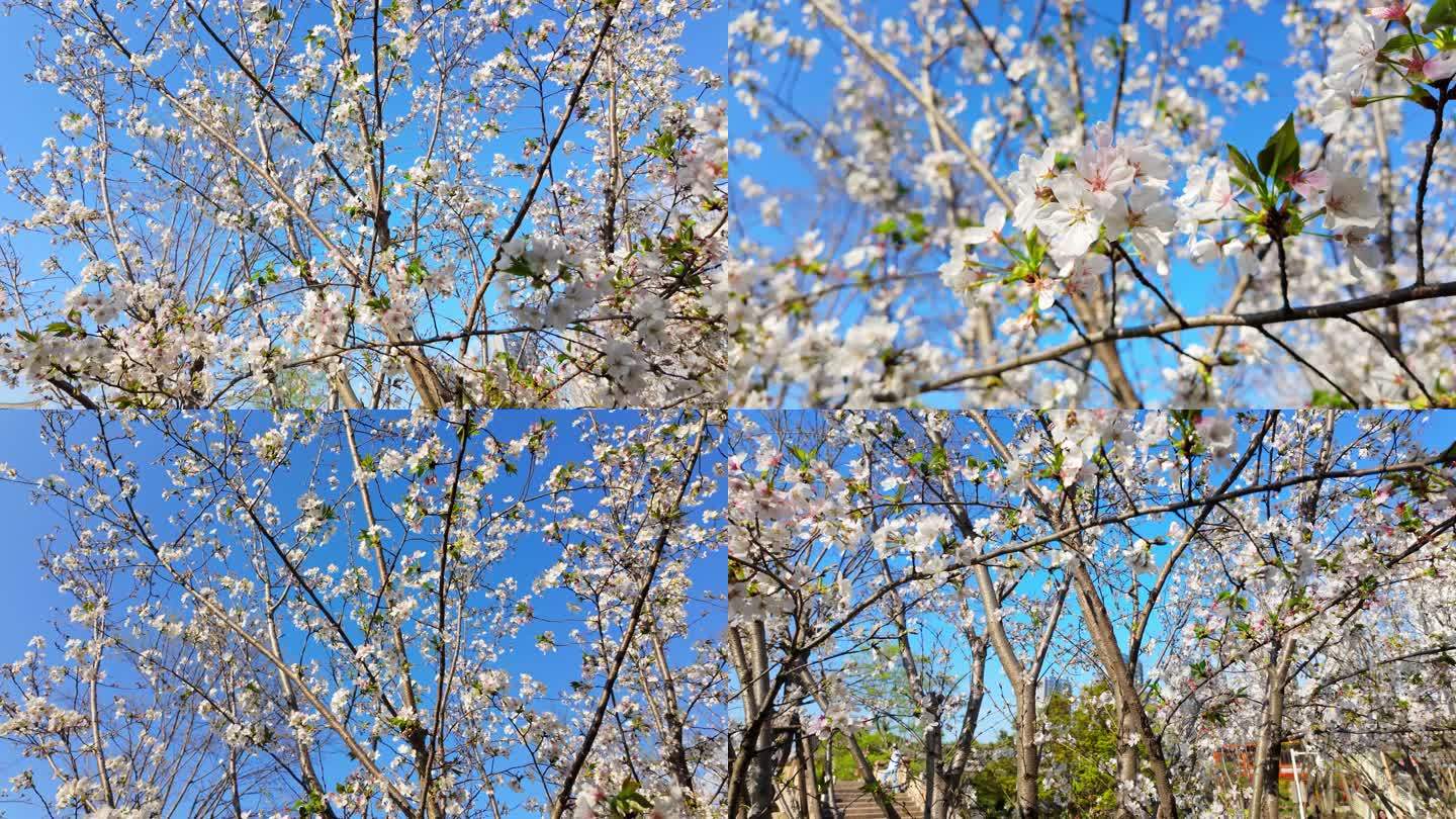 【4k实拍集】蓝天与樱花