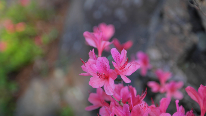 云雾山杜鹃花映山红