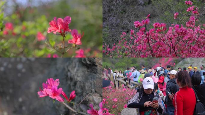 云雾山杜鹃花映山红